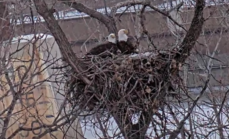 EagleCam Pair Preparing Nest for Egg-Laying