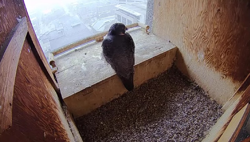 DNR’s FalconCam is LIVE